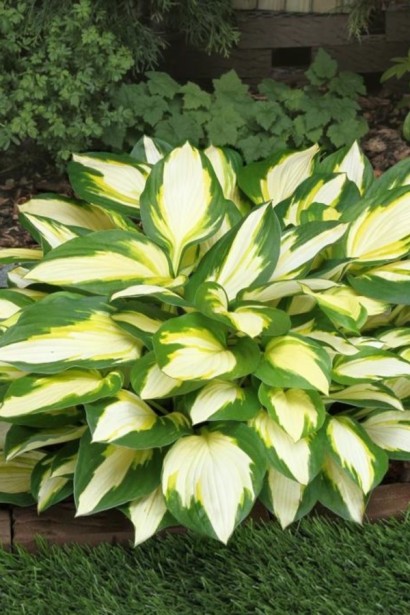 Хоста Колор Фестівал|Hosta ’Color Festival’|Хоста Колор Фестивал